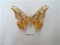 藏品(大綠目天蠶蛾)的圖片